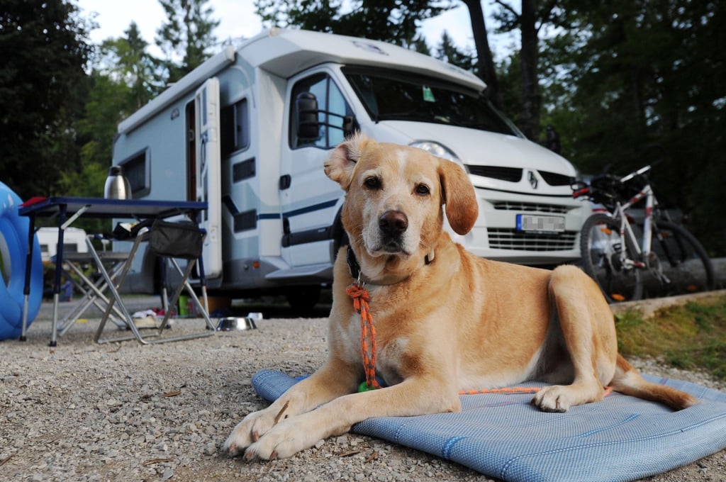 Campen mit Hund verspricht mehr Freiheit als gemeinsamer Urlaub im Hotelzimmer. Doch auch hier kann oft nicht auf die Leine verzichtet werden.