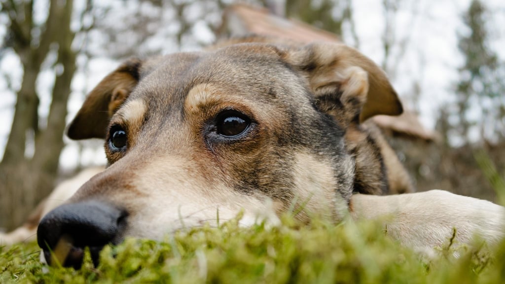 Sie spielen weniger, fressen schlechter und zeigen sich ängstlicher: Auch Hunde trauern um den Verlust von Artgenossen, mit denen sie zusammengelebt haben.