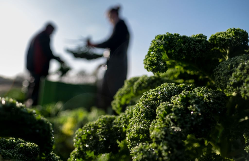 Grünkohl-Pflanzen schmecken nach dem ersten Frost zwar weniger bitter, aber man muss nicht unbedingt auf Frost warten. Er ist auch schon zuvor schmackhaft.