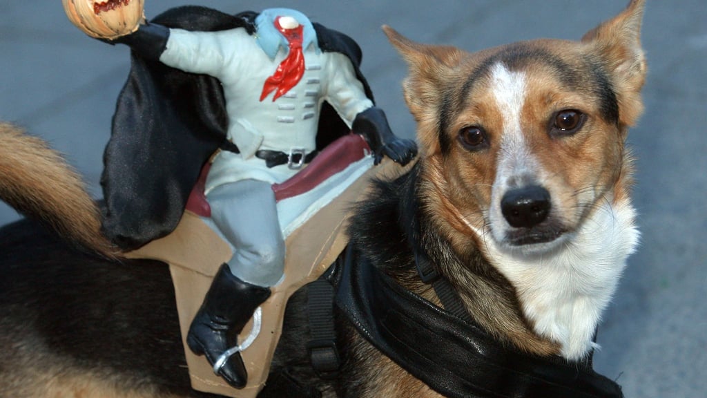 Ein solches Halloween-Kostüm mit Ballast auf dem Rücken kann den Vierbeiner irritieren - er kann ihn nicht abwerfen.