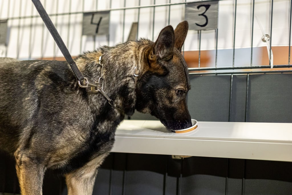 Corona-Spürhündin Bea (Deutscher Schäferhund) schnüffelt in Probenbehältern in der Teststation.