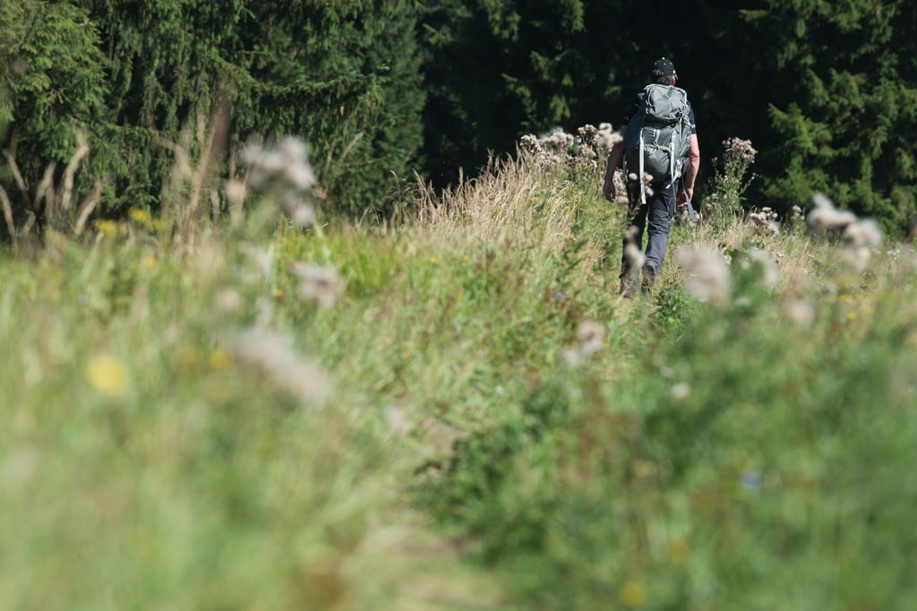 Ein Wanderer geht in der Nähe von Altenau im Oberharz über einen schmalen, zugewachsenen Wanderweg. Häufig nutzen Menschen illegale Wanderwege, die sie in Apps finden.