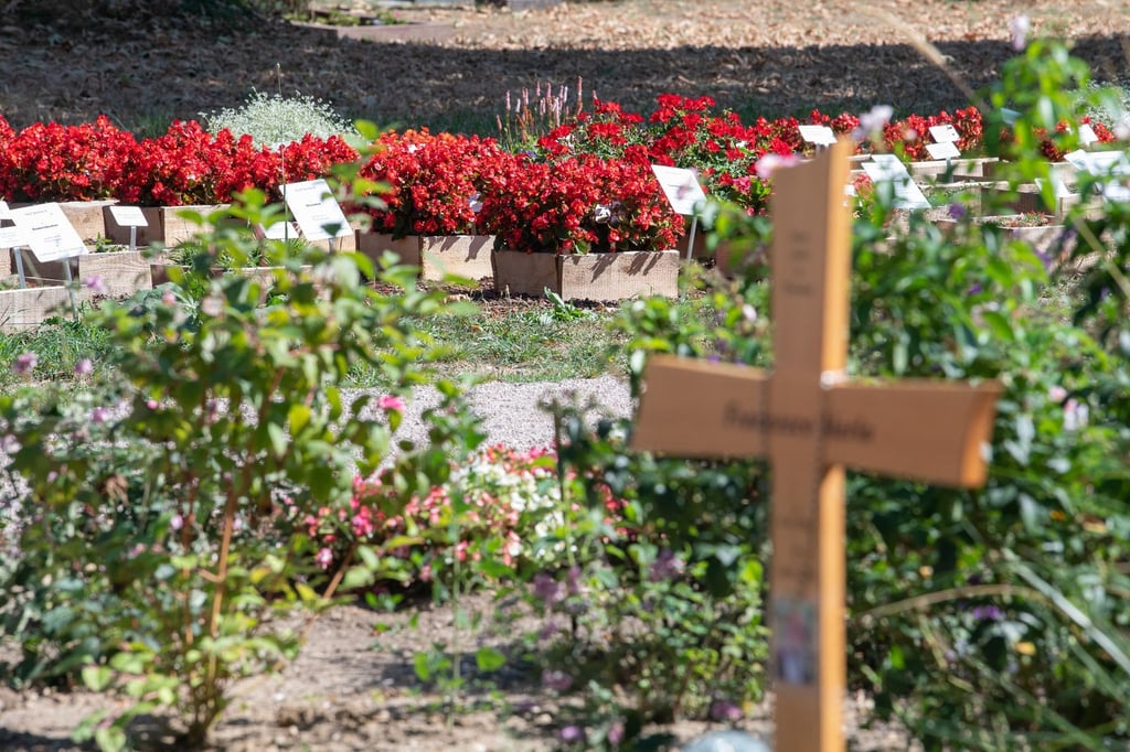 Verschiedene Pflanzen, die unterschiedlich gegossen wurden, stehen auf dem Friedhof im Wiesbadener Stadtteil Biebrich auf einem Experimentierfeld.