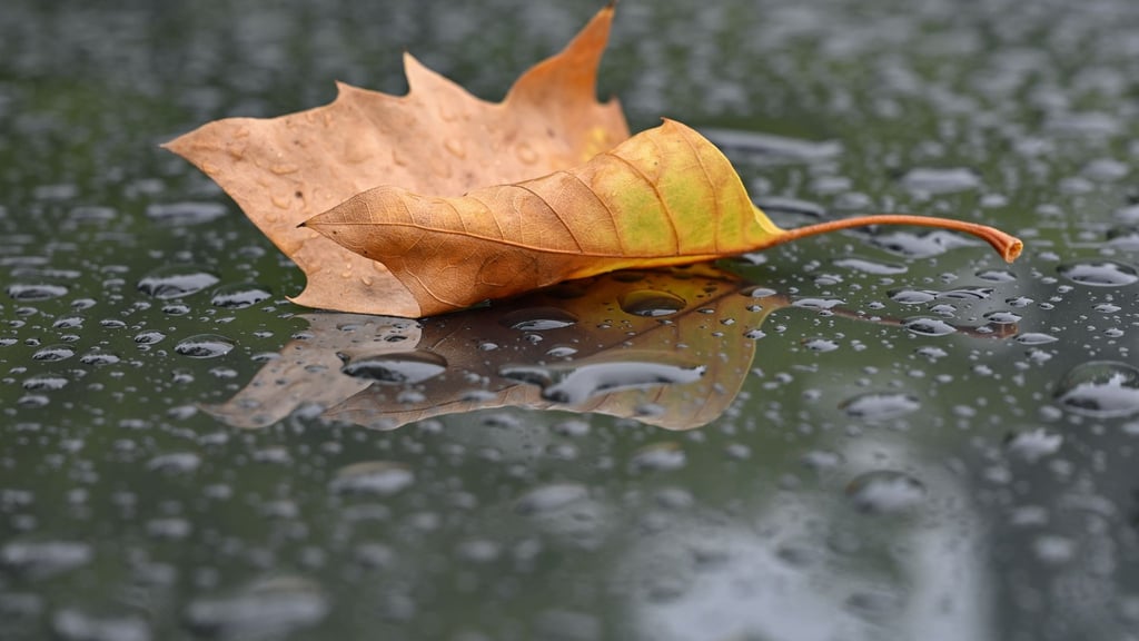 Ein herbstlich gefärbtes Blatt liegt bei Regen auf einem Autodach.