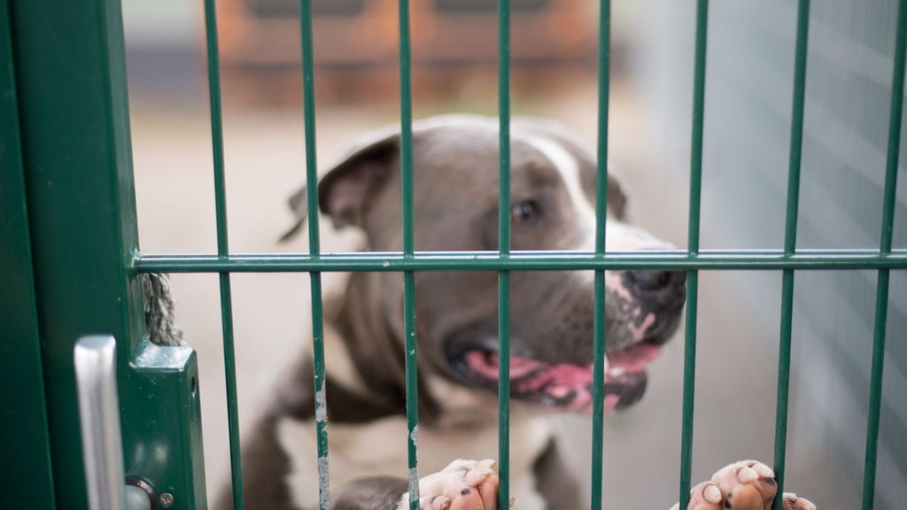 Ein Hund steht in seinem Zwinger im Tierheim. Seit Jahren steigt in Tierheimen die Zahl von verhaltensauffälligen Hunden, die vor ihrer Vermittlung in ein neues Zuhause erst aufwändig und kostspielig therapiert werden müssen.