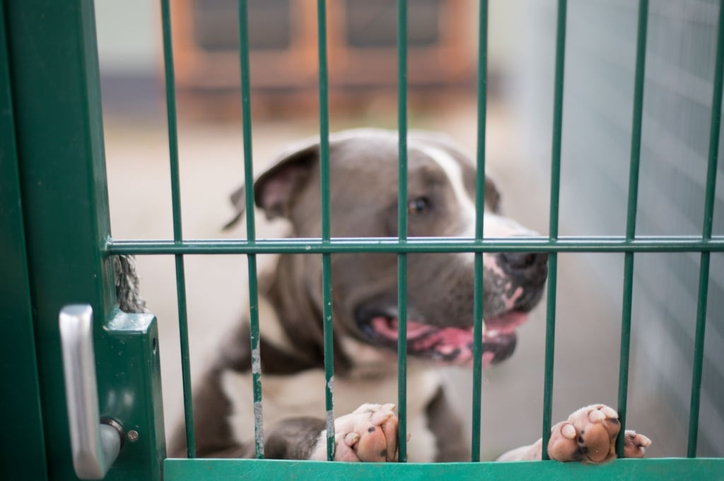 Ein Hund steht in seinem Zwinger im Tierheim. Seit Jahren steigt in Tierheimen die Zahl von verhaltensauffälligen Hunden, die vor ihrer Vermittlung in ein neues Zuhause erst aufwändig und kostspielig therapiert werden müssen.