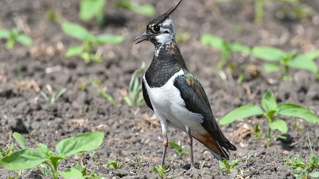 Ein Kiebitz (Vanellus vanellus) steht auf einem Feld. Der Vogelbestand in Niedersachsen und Bremen ist in den vergangenen Jahrzehnten deutlich zurückgegangen.
