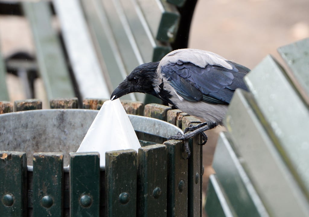 Eine Krähe sucht in einem Papierkorb im Berliner Stadtzentrum nach Fressbarem. Vermüllung durch hungrige Vögel im Umfeld von Papierkörben ist bundesweit ein Problem, auch in Magdeburger.
