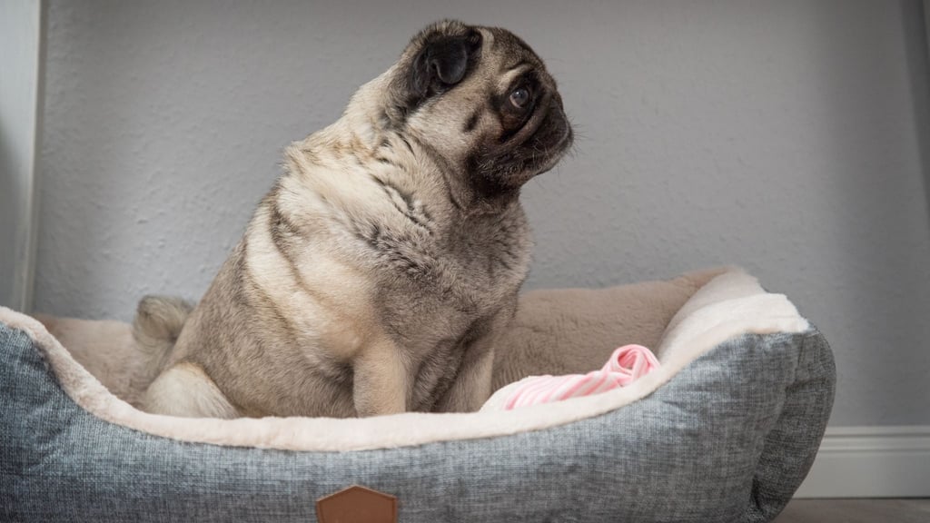 Wenn sich ein älterer Hund tagsüber immer mehr zurückzieht, aber nachts plötzlich sehr aktiv ist, kann das ein Hinweis auf Demenz sein.