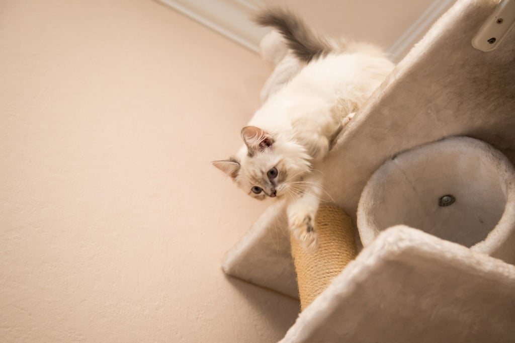 Plüsch statt glattlackierter Bretter auf der Kletterplattform gibt der Katze Halt.