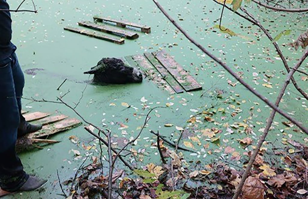Ein Esel ist am Mittwoch in Potsdam in einen morastigen Teich gefallen.