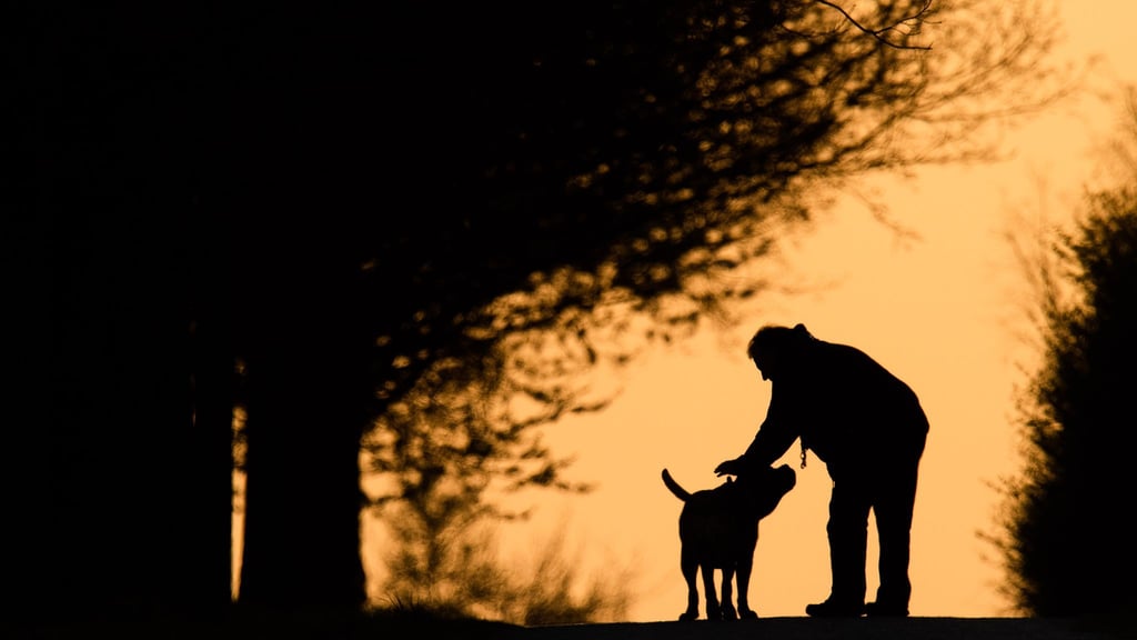 Hundebesitzer wissen, dass die Nähe ihres Haustiers Balsam für die Seele sein kann. Kann ein Plüschtier ähnlich wirken?