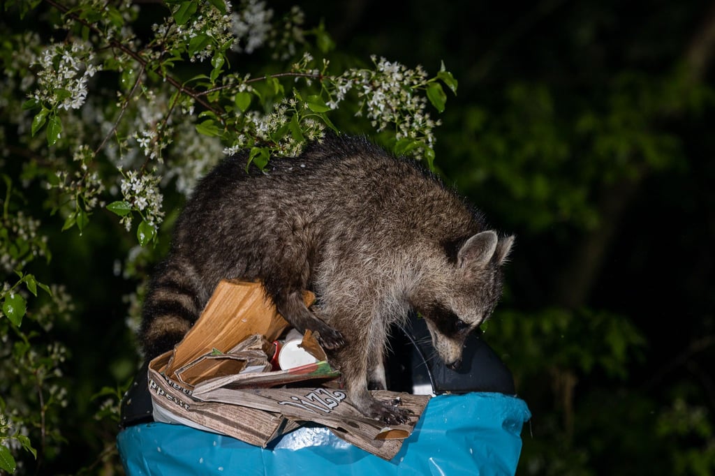 Ein Waschbär auf Futtersuche.