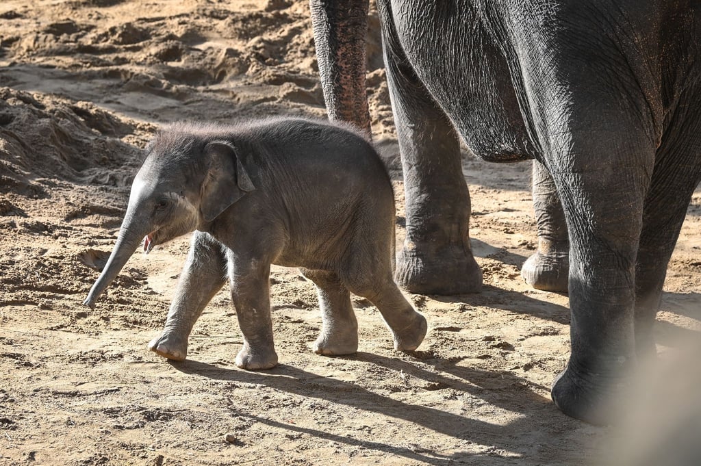 Ein kleiner Elefantenbulle im Leipziger Zoo.