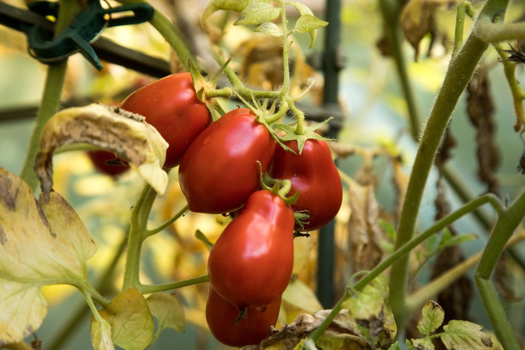 Die Tomatenernte hat derzeit Hochsaison - leider auch ihr Befall mit Schädlingen. Hobbygärtner sollten die Pflanzen im Blick behalten.