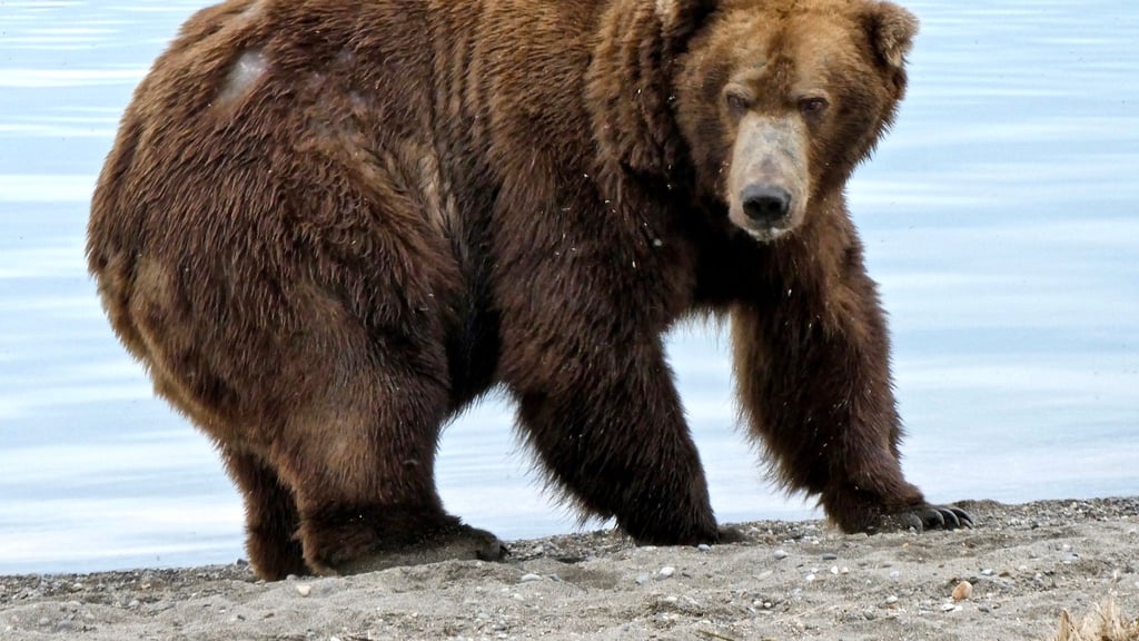 Der Braunbär „747“, auch als „Jumbo Jet“ bekannt, steht im Katmai-Nationalpark.