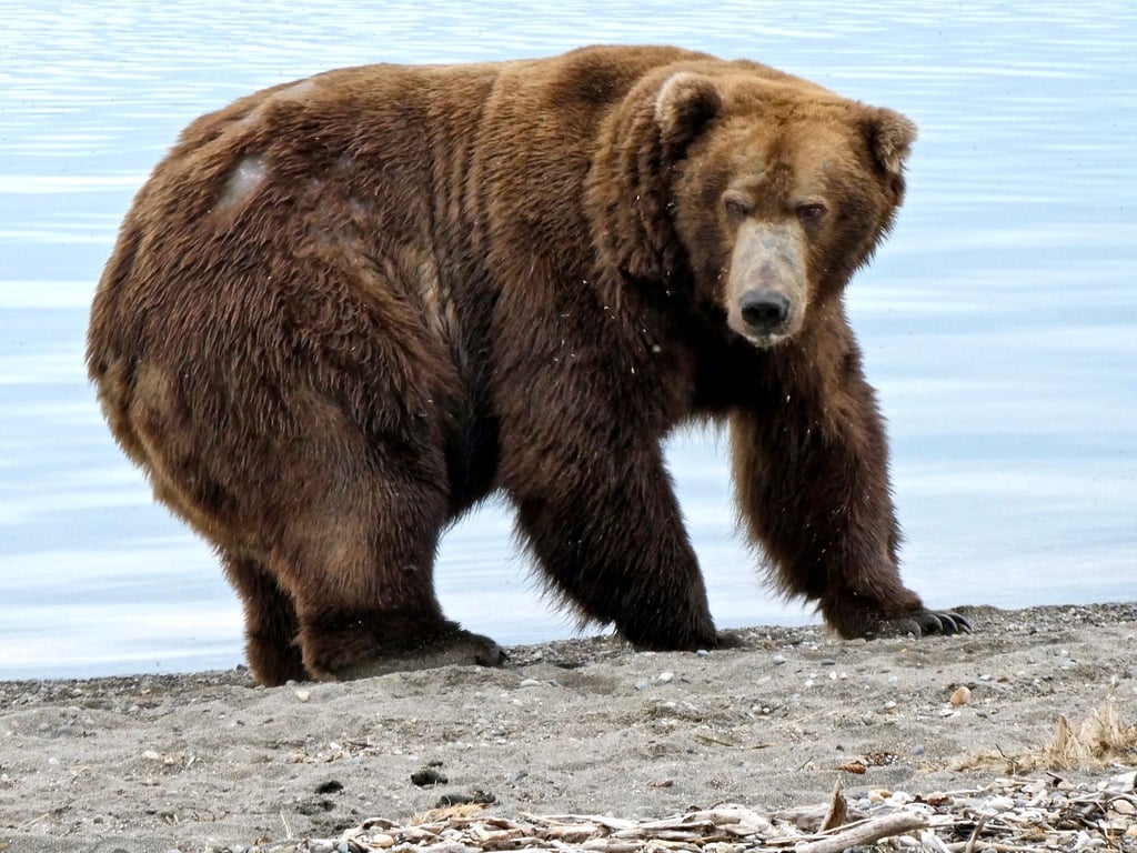 Der Braunbär „747“, auch als „Jumbo Jet“ bekannt, steht im Katmai-Nationalpark.