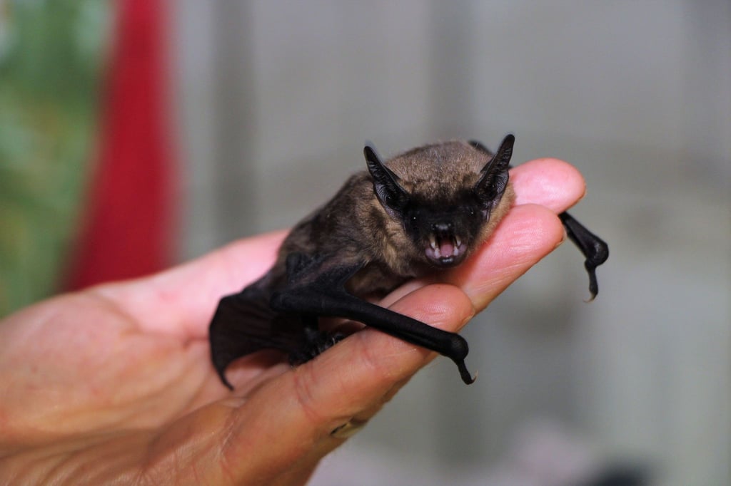 Eine Zwergfledermaus sitzt in einer Auffangstation im Saarland auf einer Hand.