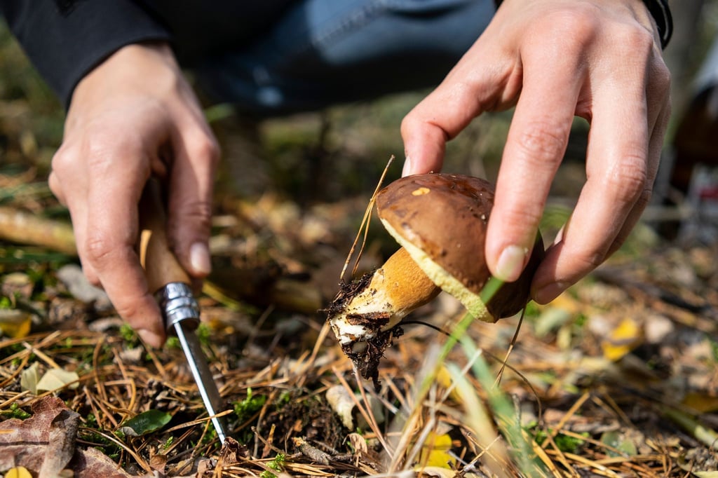 Lieber am helllichten Tage: Wer im Wald Pilze sucht, sollte auch auf Wildtiere Rücksicht nehmen.