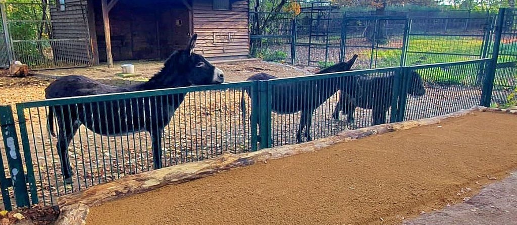 Die Esel und ein Pony des Tierparks sind im Ausweichquartier.