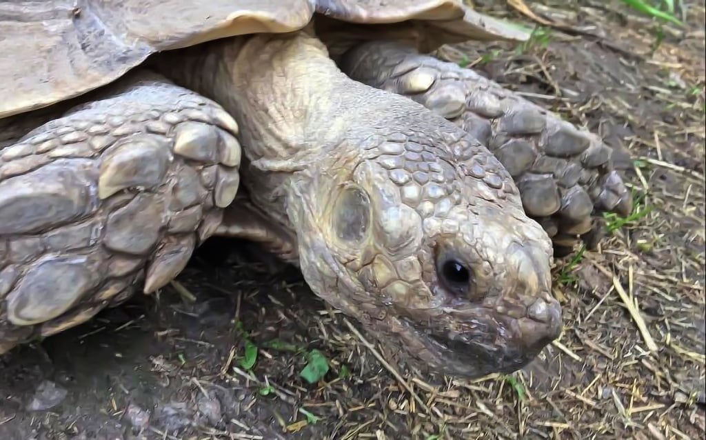 Die Spornschildkröten im Ascherslebener Zoo haben ihr neues Quartier bezogen. Nun brauchen sie im Winter nicht mehr umzuziehen. Gewinner dieses Projekts sind Pfleger, Zoobesucher, vor allem aber die Tiere.