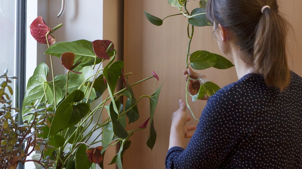 Gut gemacht! Ein neues Blatt kann Anlass genug sein, die Pflanze kräftig zu loben.