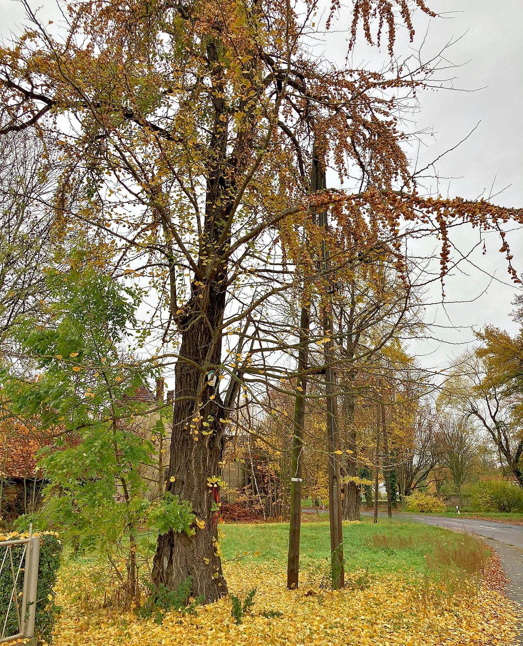 Zwei stattliche Ginkgos stehen in Spora. Der eine trägt eine rote Markierung.