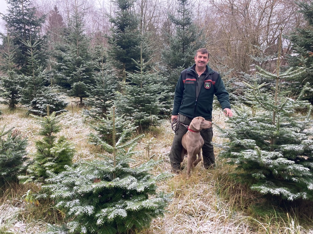 Bei Förster Matthias Steinicke im Loderslebener Revier des Ziegelrodaer Forstes kann man sich in diesem Jahr wieder einen Baum aussuchen und selbst schlagen.