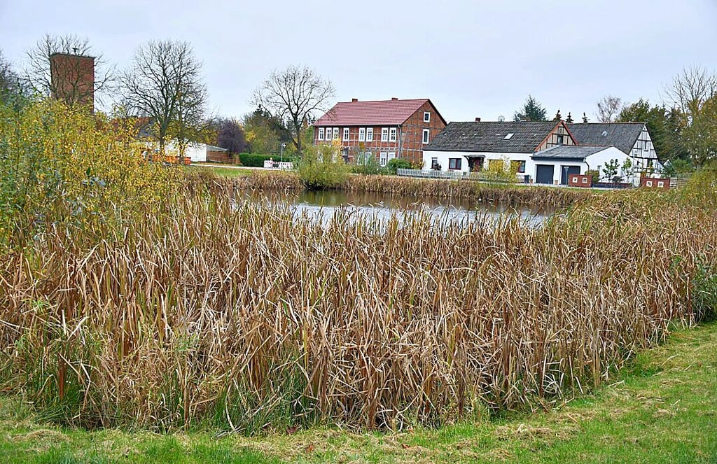 Von Wasser ist im Fleetmarker Dorfteich nicht mehr viel zu sehen, dafür breiten sich Pflanzen aus.
