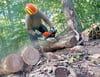 Um im Wald selbst Brennholz sägen zu dürfen, wird ein Kettensägenführerschein benötigt.