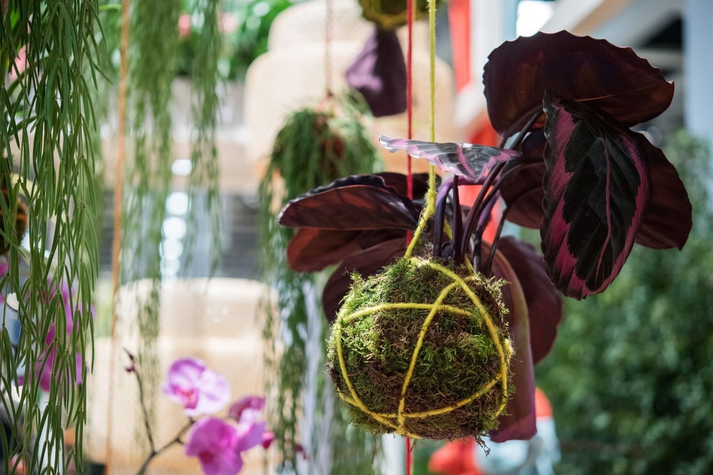Beliebt: Hängende Zimmerpflanzen im Kokedama - der Mooskugel.