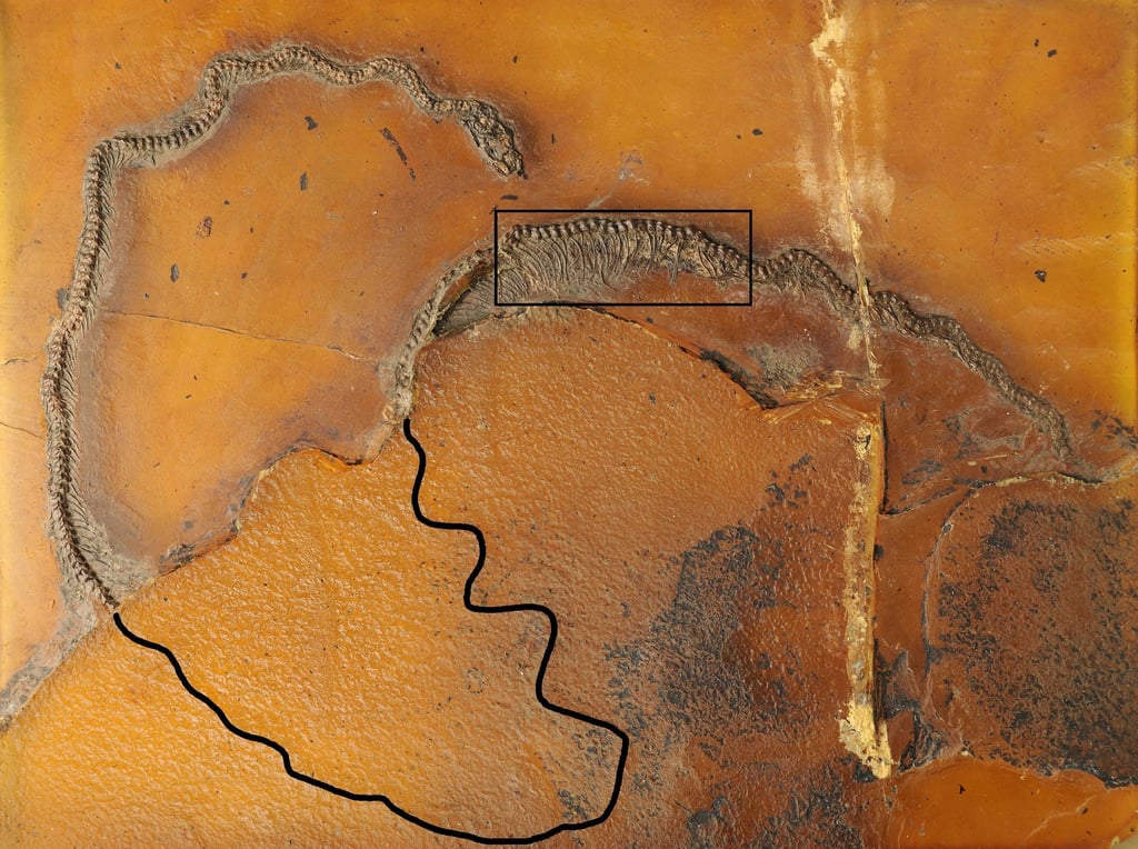 Die Messelboa Messelophis variatus ist der weltweit erste fossile Beleg für lebendgebärdende Schlangen.