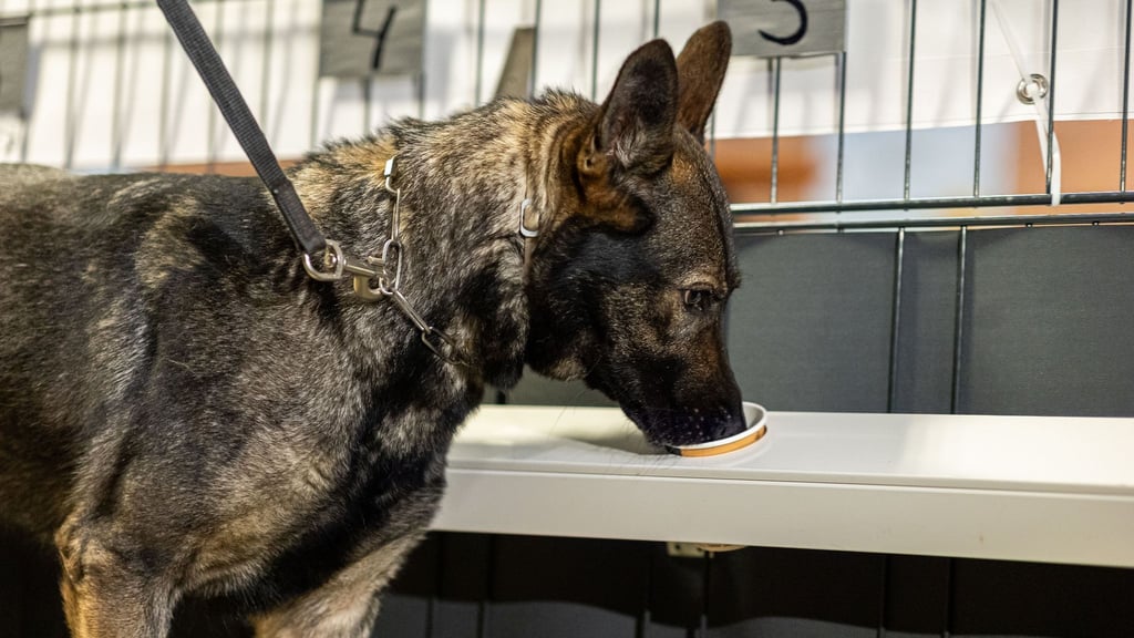 Corona-Spürhündin Bea schnüffelt in Probenbehältern in der Teststation.