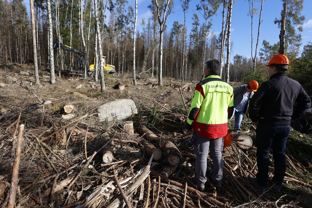 Die im Oktober gestartete Beräumung des Totholzes aus dem Nationalpark-Wald bei Schierke ist bis auf weiteres eingestellt.