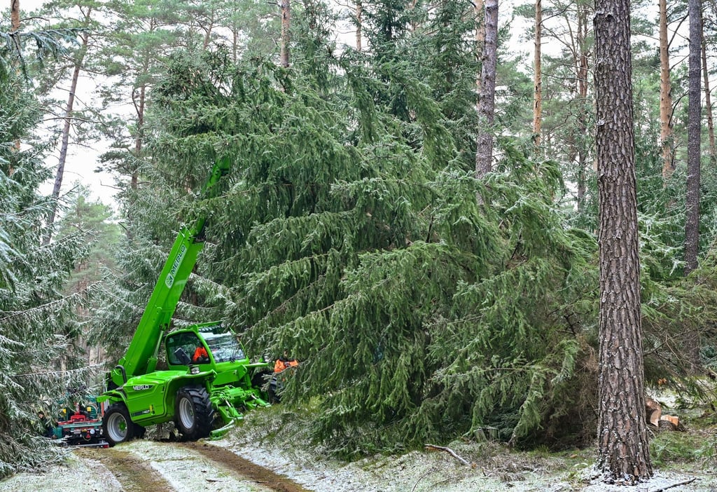 Eine Fichte wird in einem Wald gefällt.