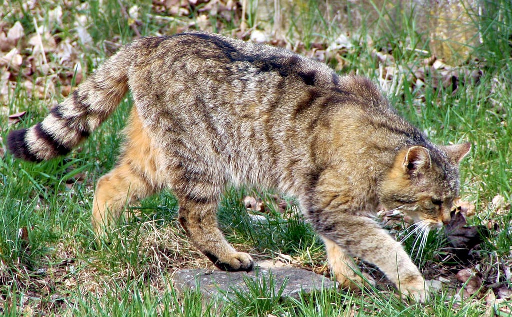 Die europäische Wildkatze ist bis in die Altmark vorgedrungen.