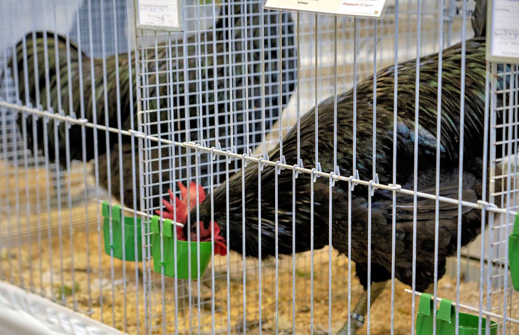 Bei der Tierschau in Angern waren unter anderen auch Hühner verschiedener Rassen und Formate zu sehen.