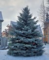 Am Sperlingsberg in Staßfurt wurde der Weihnachtsbaum aufgestellt.