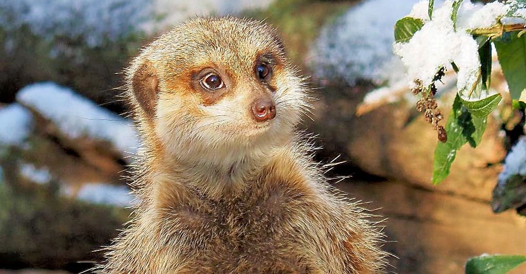 Auch im Zoo von Aschersleben ist der Winter angekommen. Hier bei den Erdmännchen.