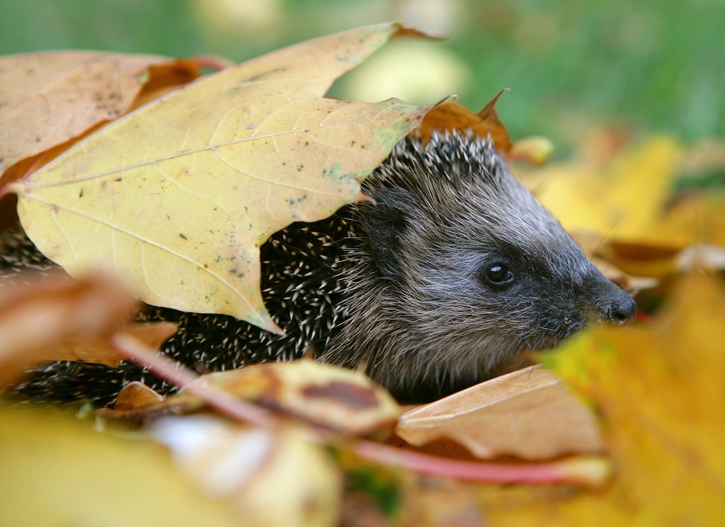 Falllaub im Herbst: Für die einen ist es Gartenabfall, für die anderen ein kuscheliges Zuhause.