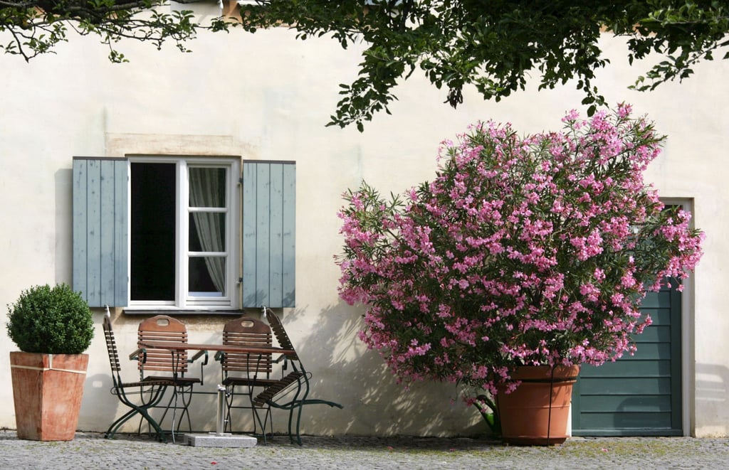 Eigentlich sollten Oleander mit prächtiger Blüte noch bis September auf dem Höhepunkt ihres Gartenjahres sein. Doch diverse Schädlinge können die Pflanze befallen.