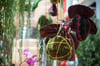 Beliebt: Hängende Zimmerpflanzen im Kokedama - der Mooskugel.
