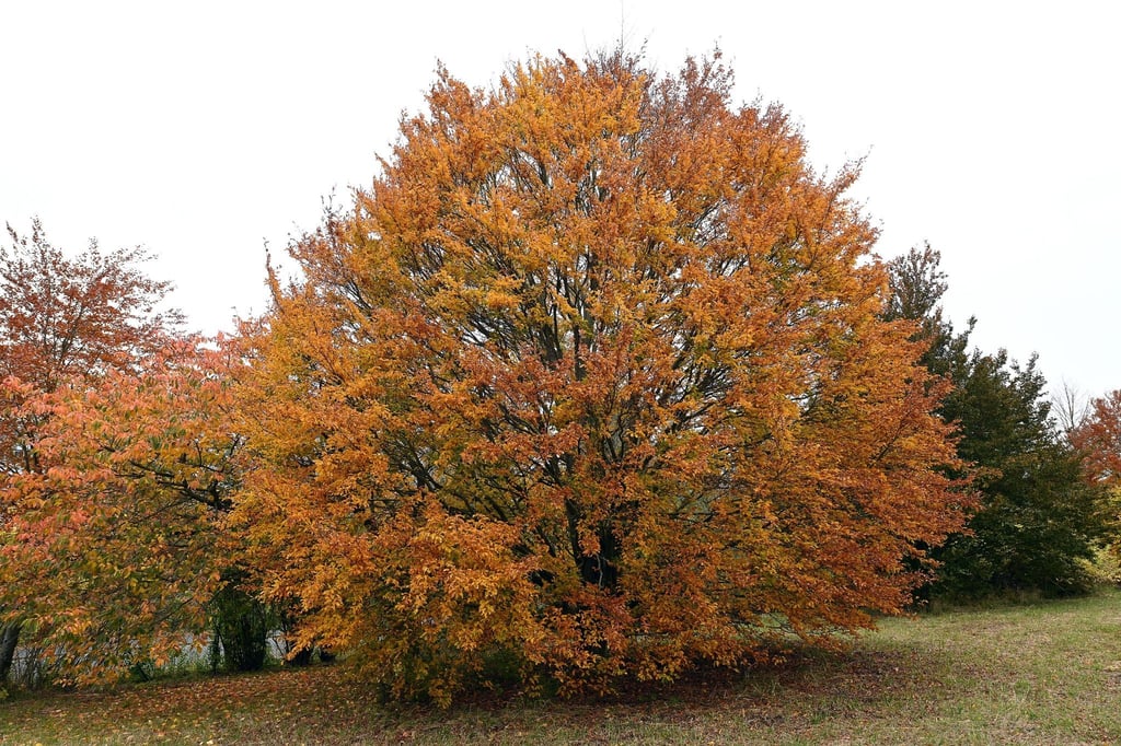 Hat unter den trockenen Sommern der vergangenen Jahre überraschend stark gelitten: Die Rot-Buche, der „Baum des Jahres“ 2022.