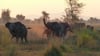 Mit etwas Glück begegnen Safaritouristen im Gorongosa-Nationalpark Elefanten in freier Wildbahn.
