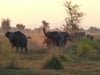 Mit etwas Glück begegnen Safaritouristen im Gorongosa-Nationalpark Elefanten in freier Wildbahn.