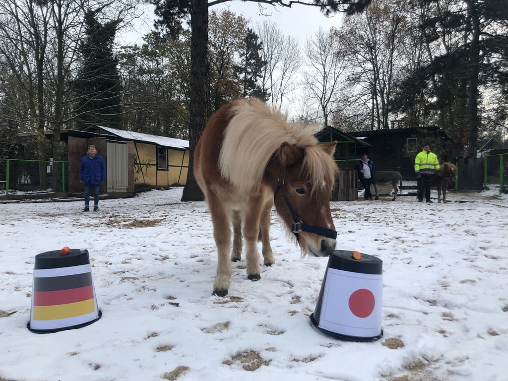 Shetlandpony "Julius" tippt auf Japan