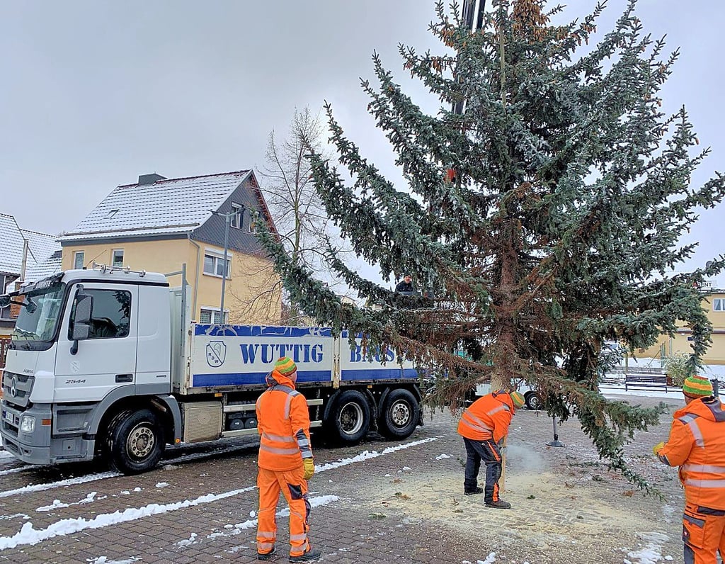 Der Baum wird an seinem Standort in Ziegelrode platziert.