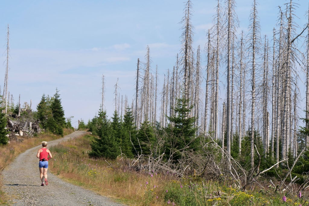 Im Nationalpark Harz steht mittlerweile viel Totholz. Nun wird darum gestritten, ob es zur Brandprävention entfernt werden soll.