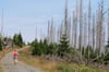 Im Nationalpark Harz steht mittlerweile viel Totholz. Nun wird darum gestritten, ob es zur Brandprävention entfernt werden soll.  