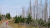 Im Nationalpark Harz steht mittlerweile viel Totholz. Nun wird darum gestritten, ob es zur Brandprävention entfernt werden soll.  